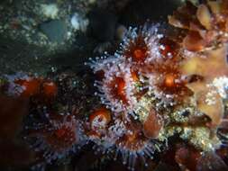 Image of Strawberry anemones