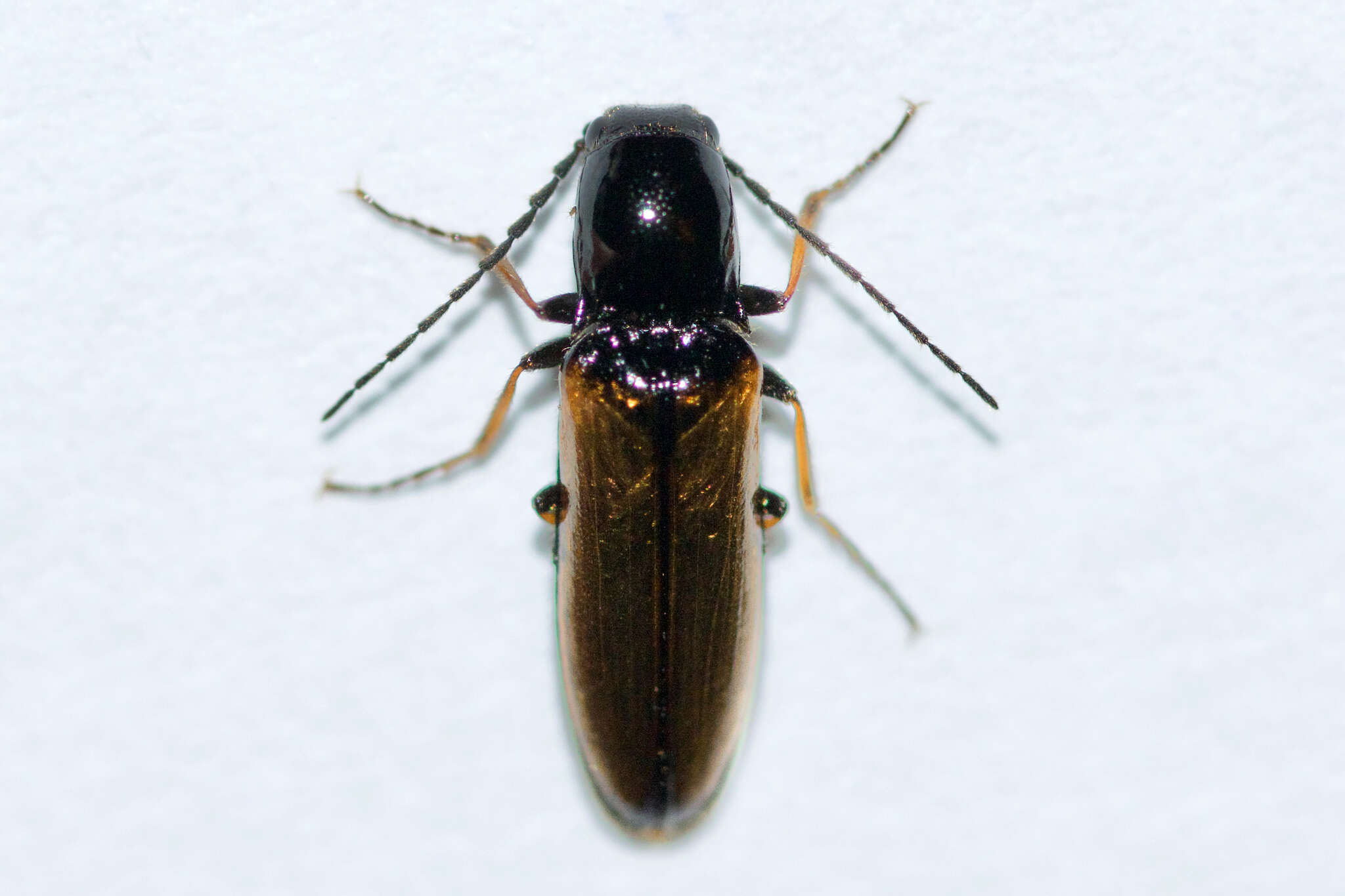 Image of <i>Oestodes tenuicollis</i>