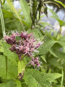 Sivun Eutrochium maculatum (L.) E. E. Lamont kuva