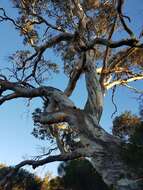 Image of Blakely's Red Gum