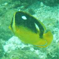 Image of Four-spot butterfly