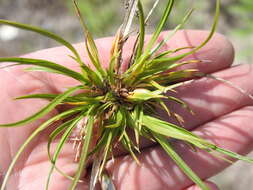 Imagem de Carex tonsa var. tonsa