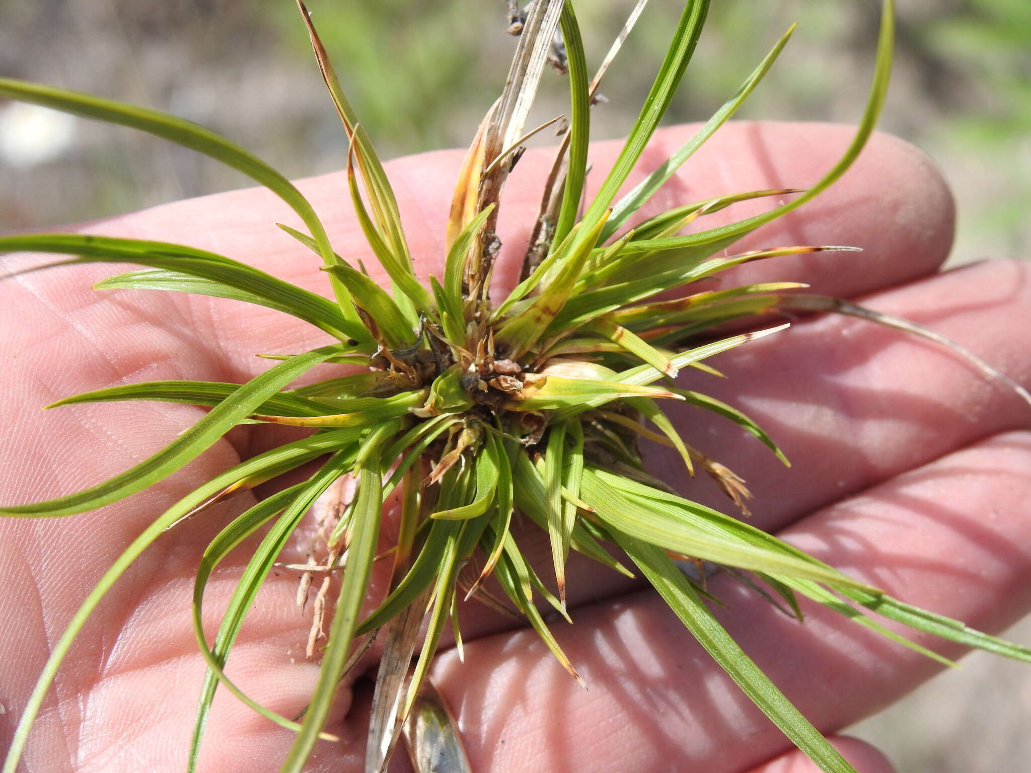 Imagem de Carex tonsa var. tonsa