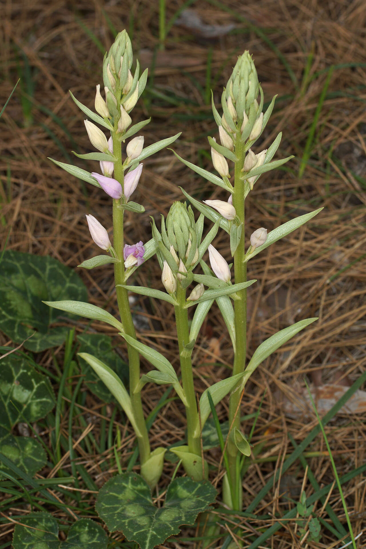 Image of Cephalanthera kurdica Bornm. ex Kraenzl.