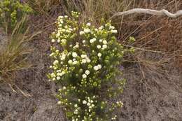 Image of Lachnaea densiflora Meissn.