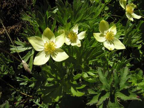 Image of Anemonastrum narcissiflorum subsp. chrysanthum (Ulbr.) Raus