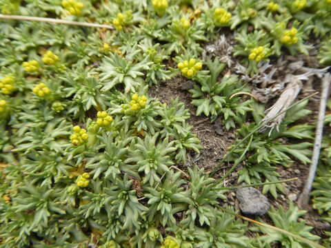 Image of Azorella trifurcata (Gaertn.) Pers.