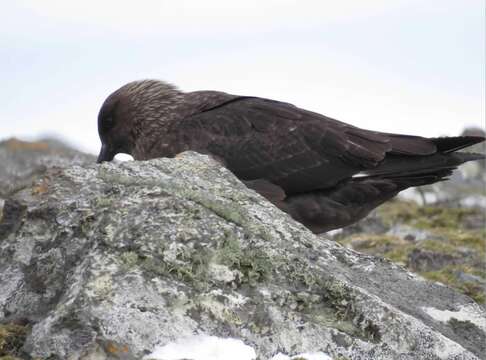 Image of South Polar Skua