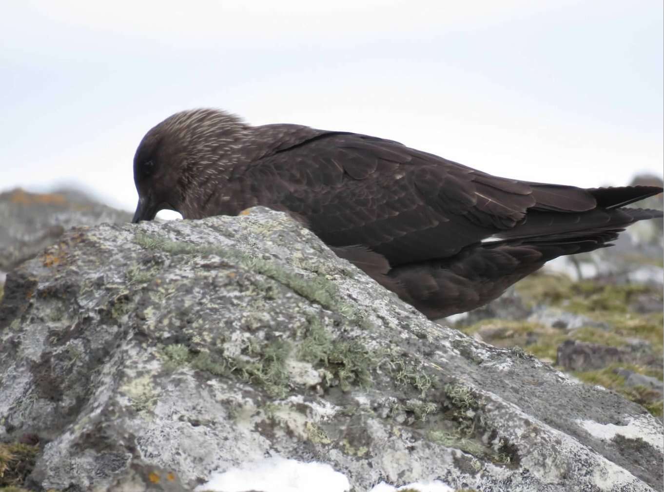 Image of South Polar Skua