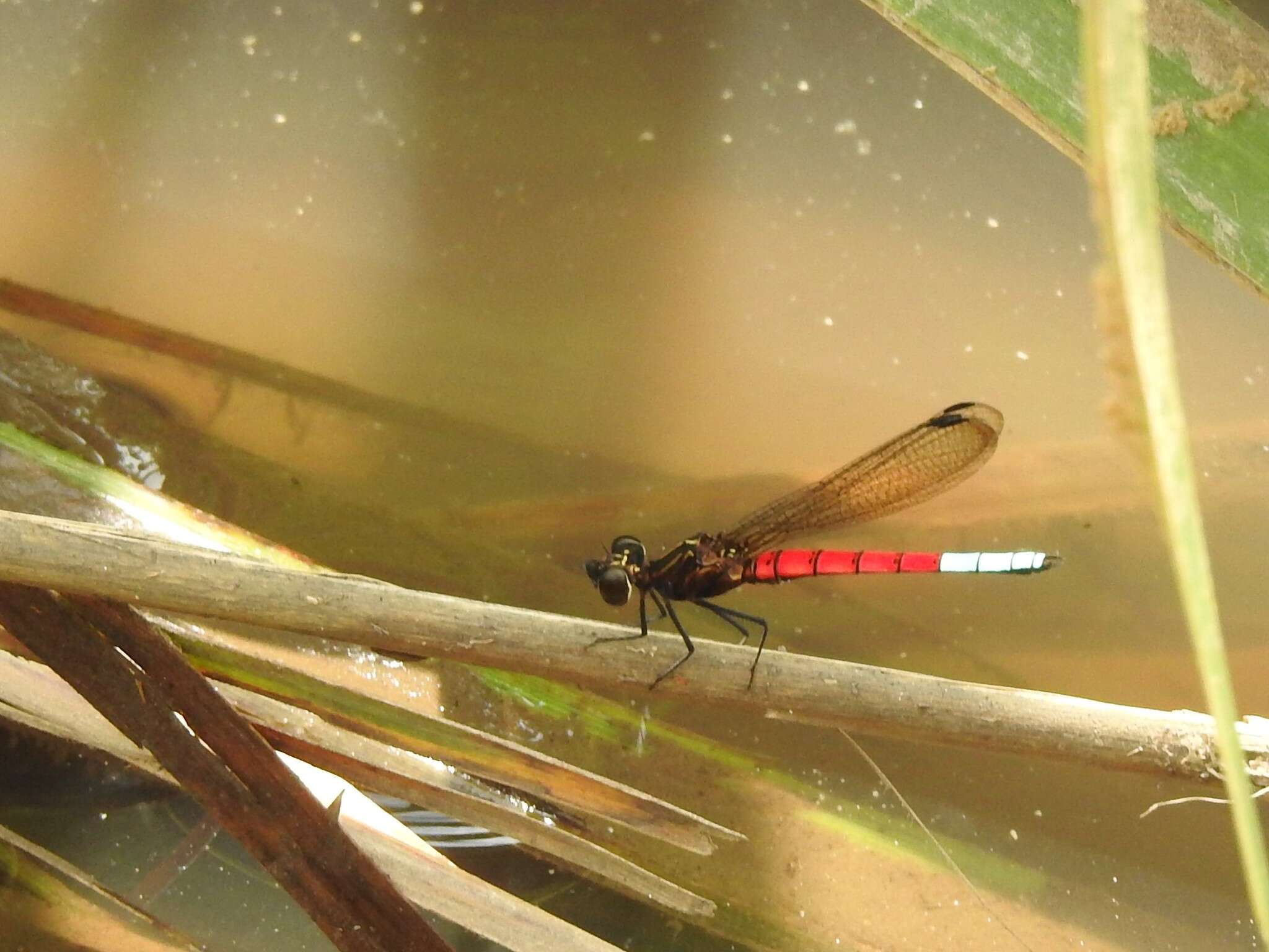 Image of Chlorocypha curta (Hagen ex Selys 1853)