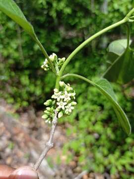 Image of <i>Marsdenia gualanensis</i>