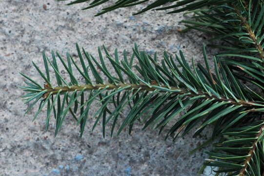 Image de Abies durangensis Martínez