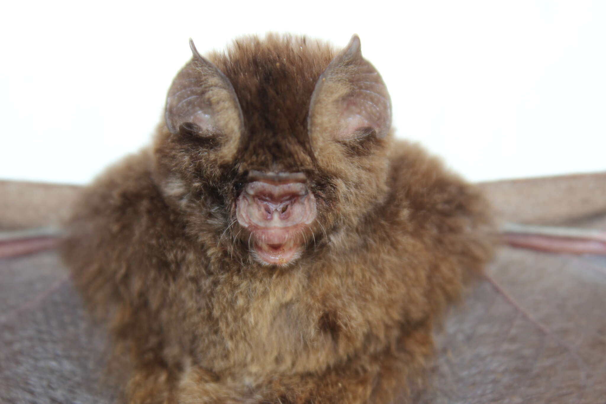 Слика од Hipposideros galeritus Cantor 1846