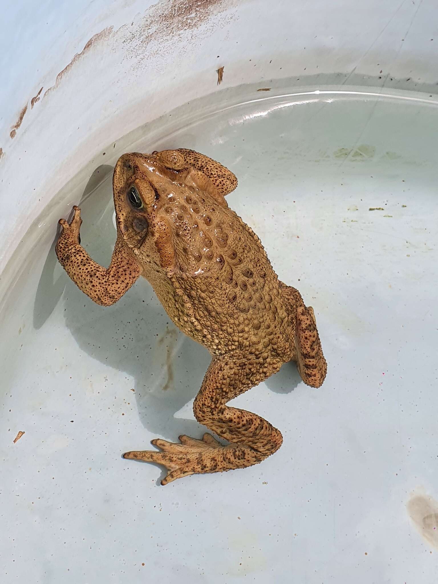 Rhinella rubescens (Lutz 1925) resmi