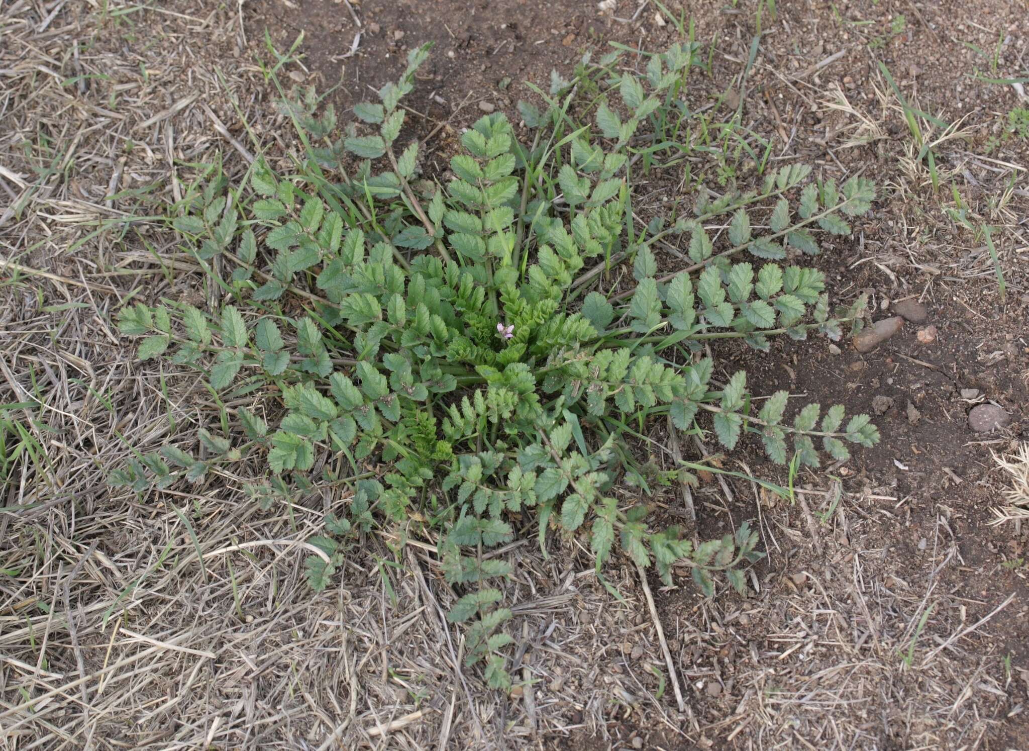 Image of musky stork's bill