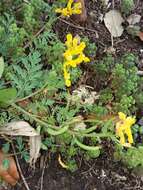 Image de Corydalis curvisiliqua Engelm. ex A. Gray