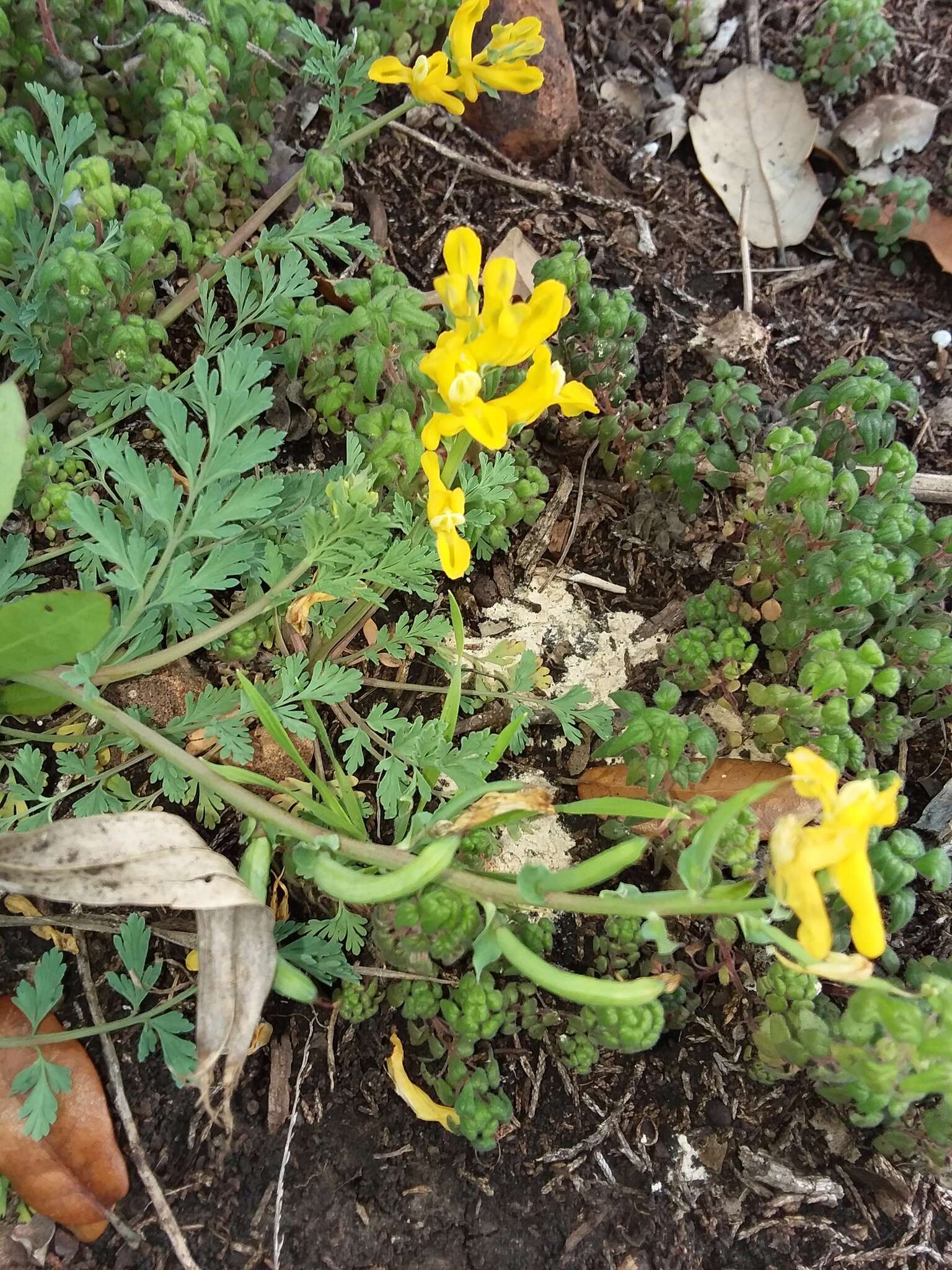 Image de Corydalis curvisiliqua Engelm. ex A. Gray