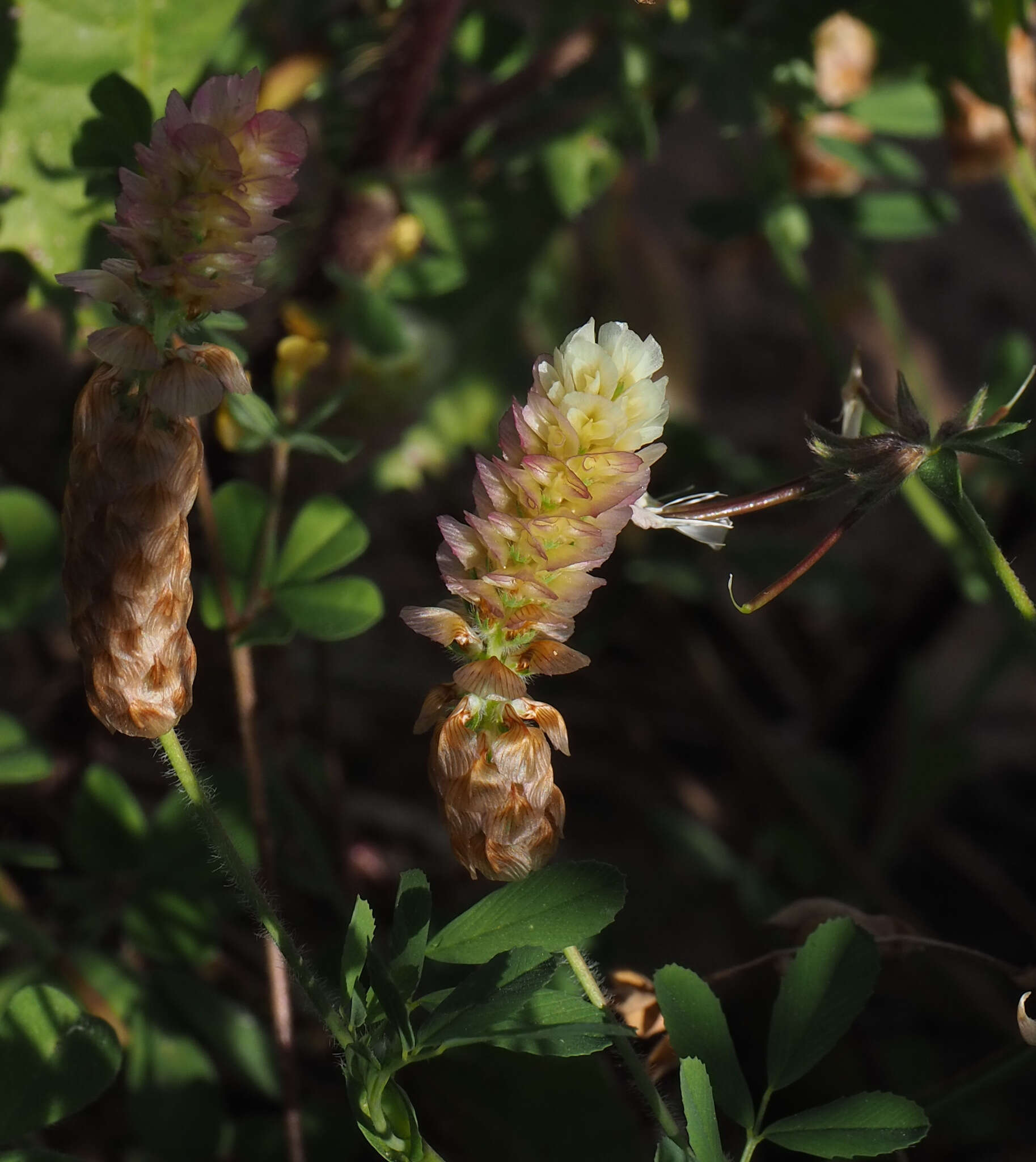 Image of Labillardiere's clover