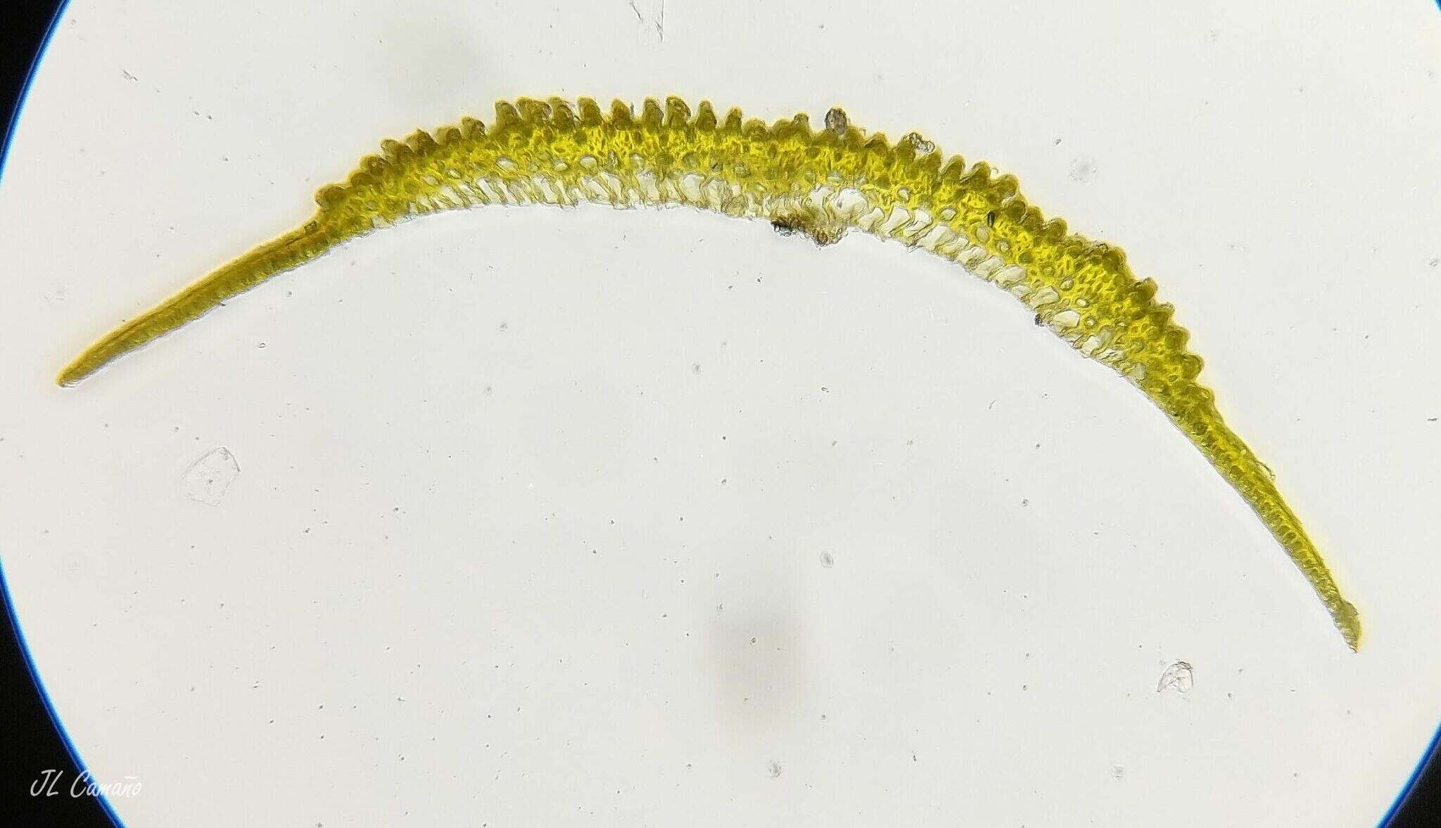 Image of campylopus moss