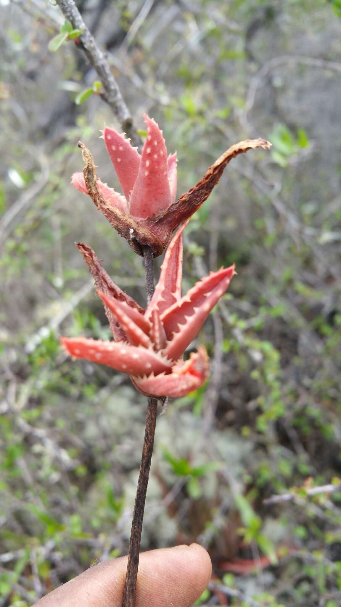 Image of Aloe leandrii Bosser
