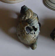 Image of Common whelk