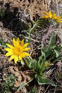 Image of serrate balsamroot