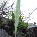 Image of Tillandsia heterophylla É. Morren