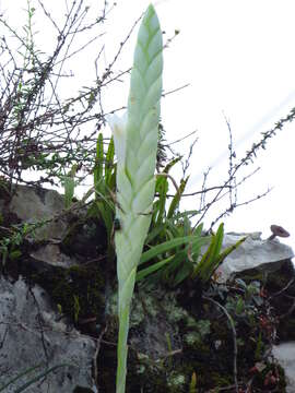 Image of Tillandsia heterophylla É. Morren
