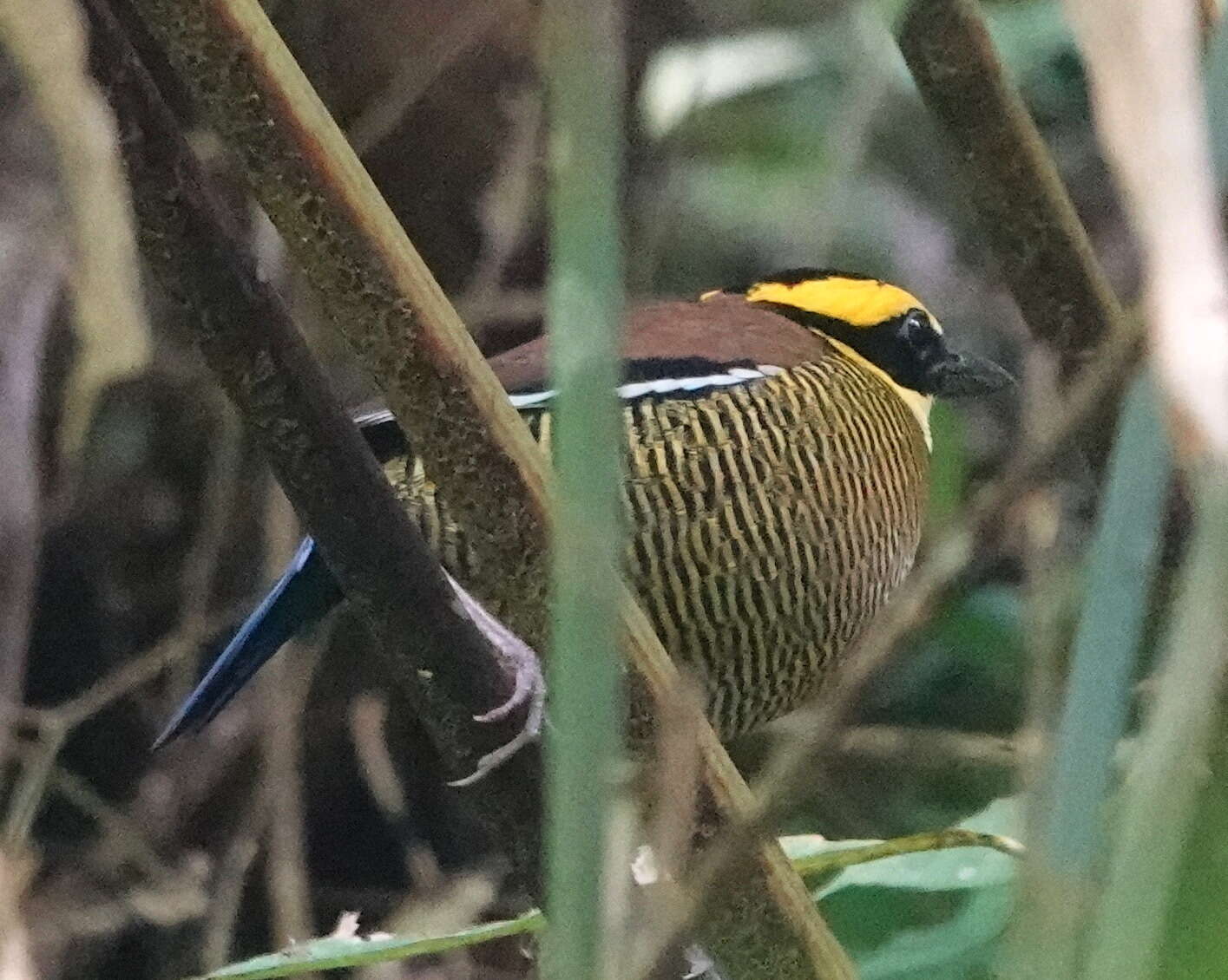 Image of Javan Banded Pitta