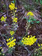 Image de Alyssum montanum subsp. gmelinii (Jord. & Fourr.) Hegi & E. Schmid