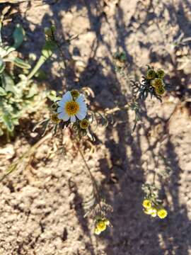 Image of Sonoran pricklyleaf