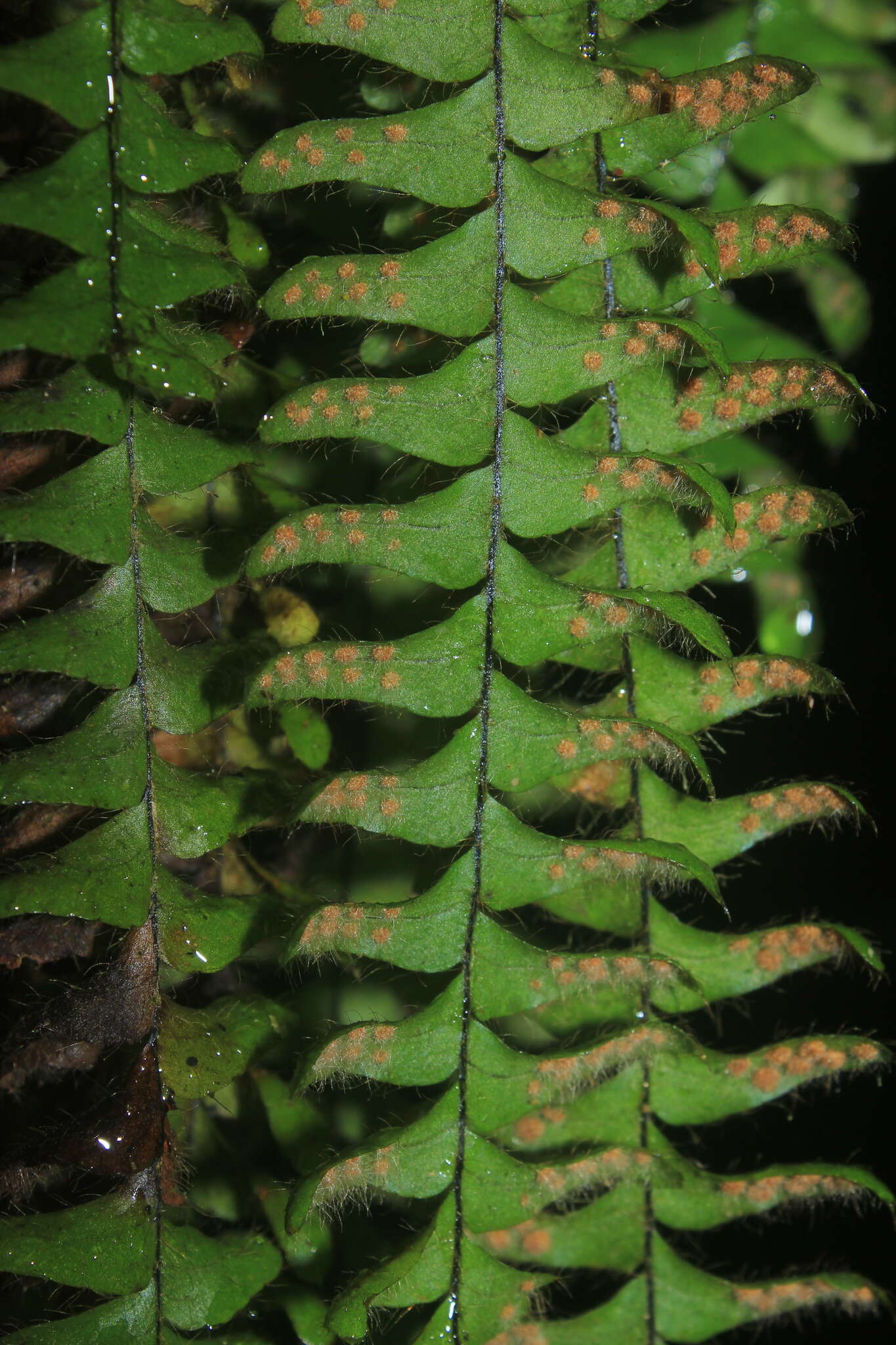 Image of scaly dwarf polypody