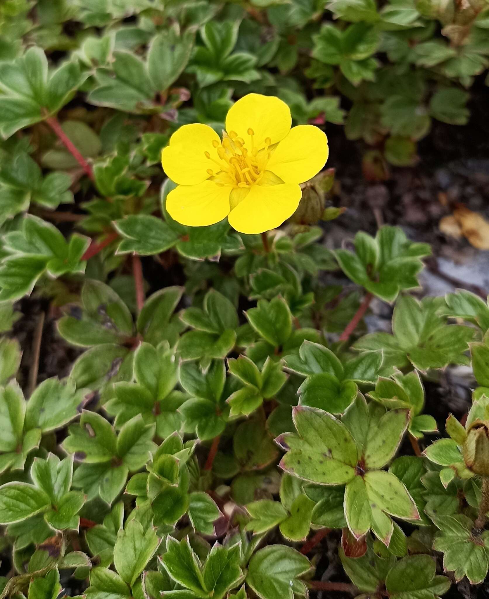 Image of Sibbaldia cuneifolia (Bertol.) Paule & Soják