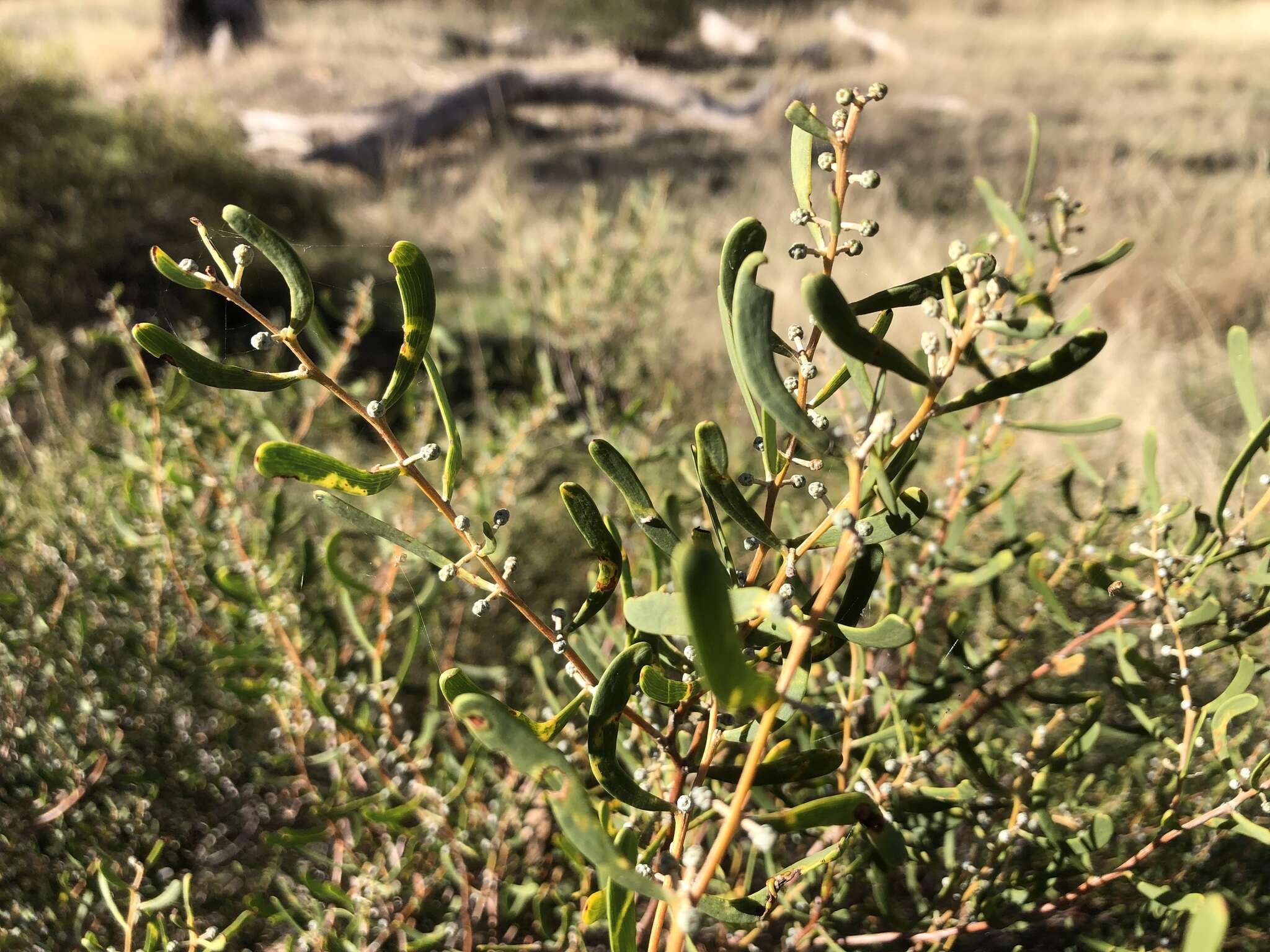 Image of Acacia farinosa Lindl.