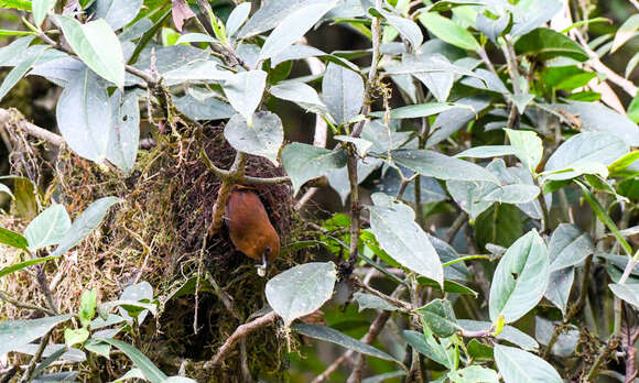 Image of Rufous Wren