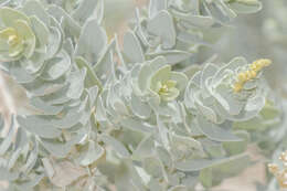 Image of Atriplex farinosa Forsk.