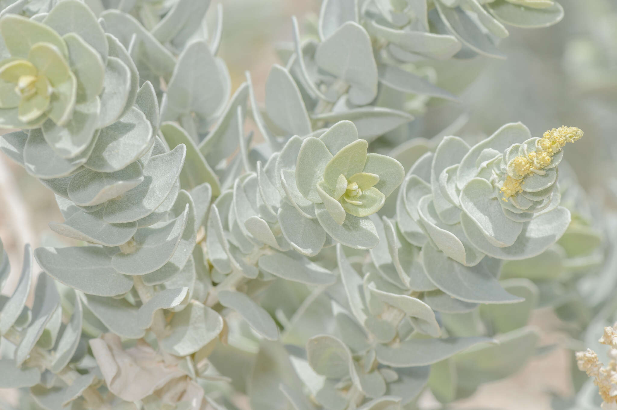 Image of Atriplex farinosa Forsk.