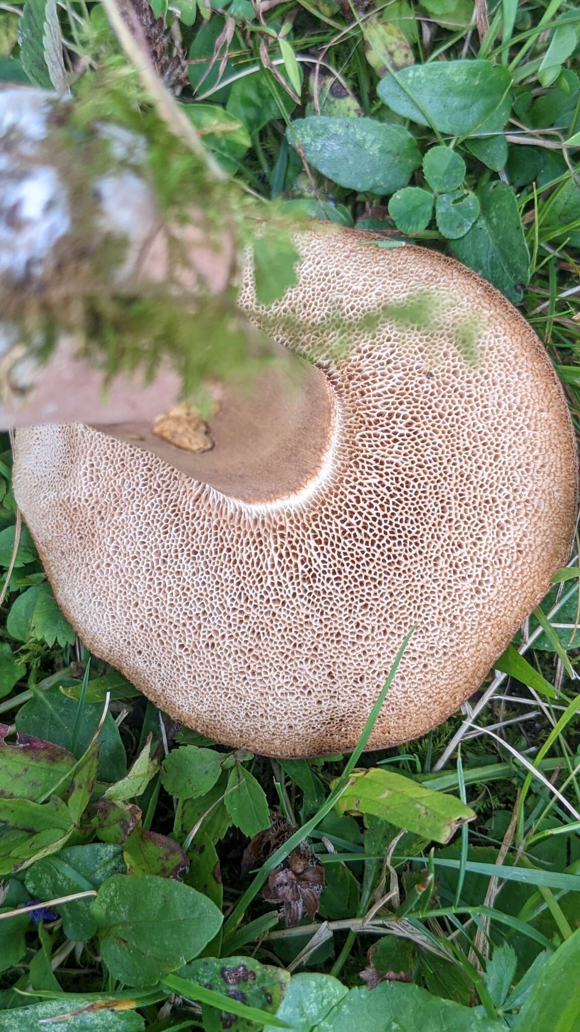 Sivun Tylopilus ferrugineus (Frost) Singer 1947 kuva