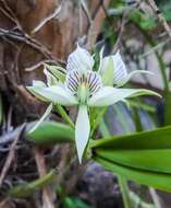 Image of Prosthechea chacaoensis (Rchb. fil.) W. E. Higgins