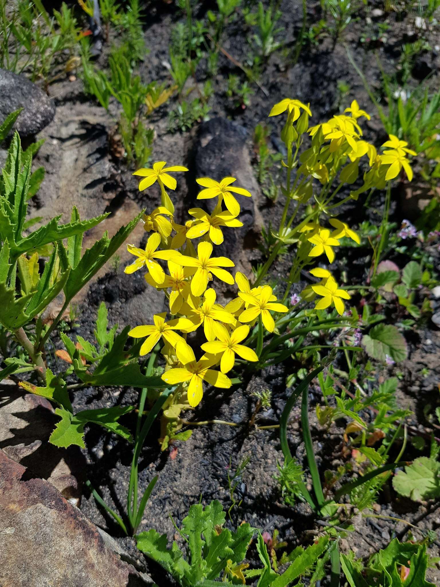 Image of Sebaea exacoides (L.) Schinz