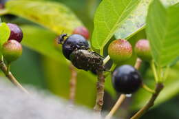 Image of Scarab beetle