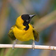 Ploceus intermedius cabanisii (Peters & W 1868) resmi