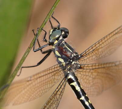 Image of Eusynthemis brevistyla (Selys 1871)