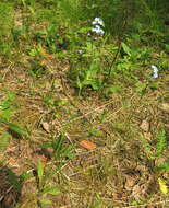 Image of Asian Forget-Me-Not