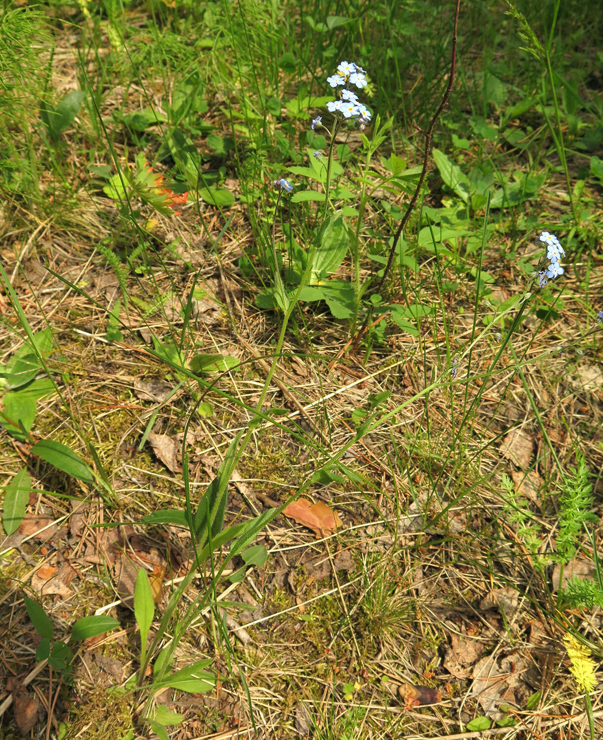 Plancia ëd Myosotis asiatica (Vesterg.) Schischkin & Sergievskaja