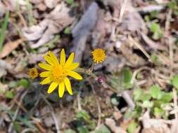 Image of shale barren ragwort