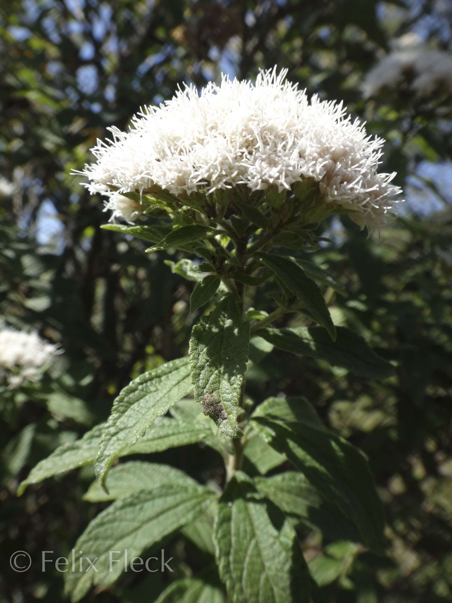 Image of Ageratina brevipes (DC.) R. King & H. Rob.