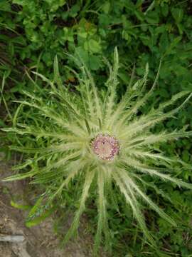 Image of meadow thistle