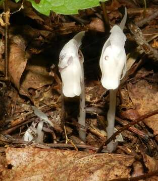 Image of Indian Pipe