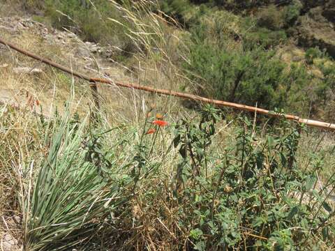 Image of Salvia oppositiflora Ruiz & Pav.